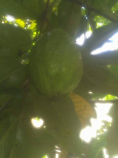 Reboisement et développement du web(E-commerce) en Afrique. – screenshot 2