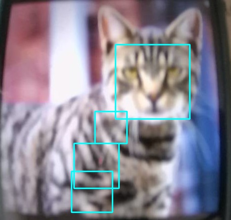 AnimalDefine – screenshot 1