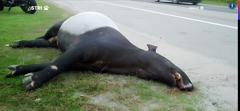 Stop Tapir Roadkill Initiative (STRI)  – screenshot 14