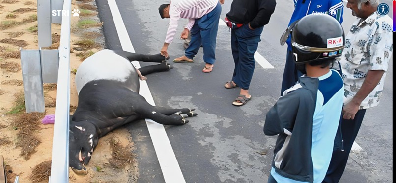 Stop Tapir Roadkill Initiative (STRI)  – screenshot 15