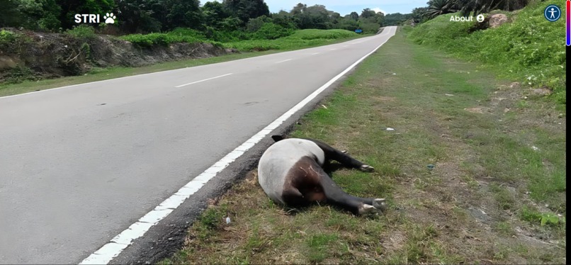 Stop Tapir Roadkill Initiative (STRI)  – screenshot 16