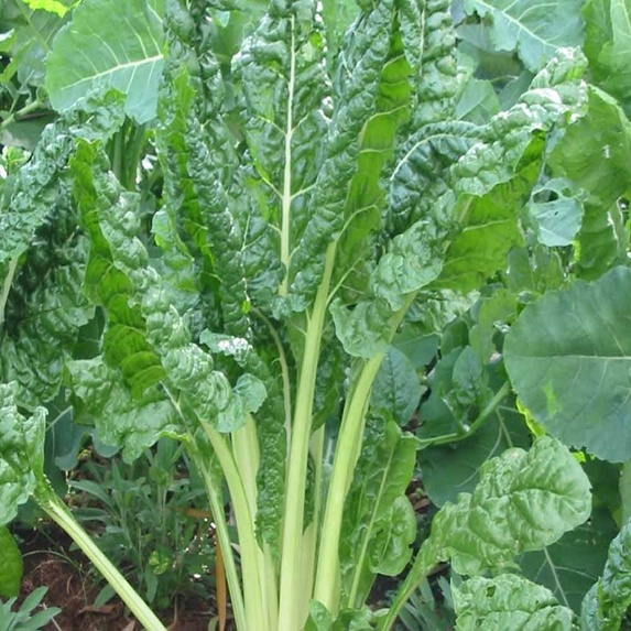 BRIGHT ACHIEVERS – screenshot 3