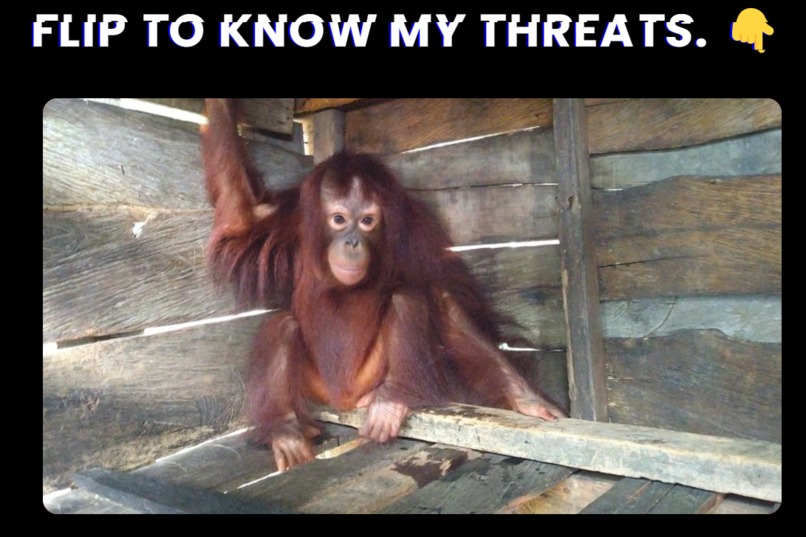 MEAA - Malaysian Endangered Animal Awareness  – screenshot 7