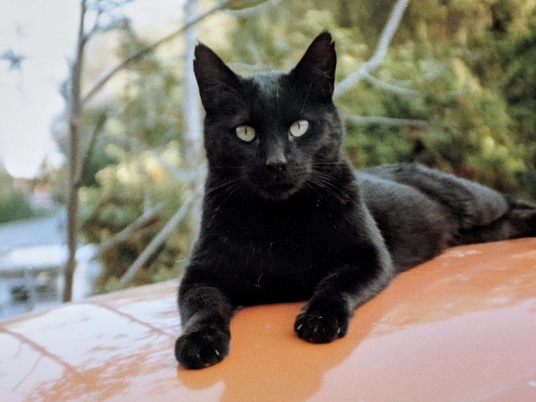 The Cats of New Jersey(Budgeting) – screenshot 1
