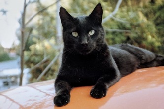 The Cats of New Jersey(Budgeting)