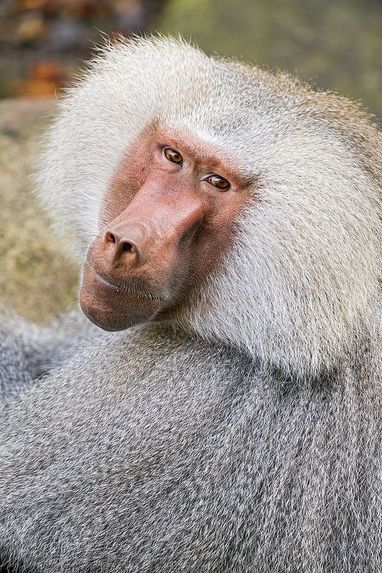 Bobo the Baboon's Personal Portfolio – screenshot 1