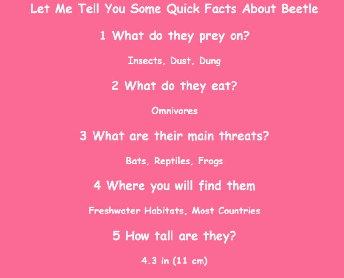 Beetle_Blog – screenshot 2