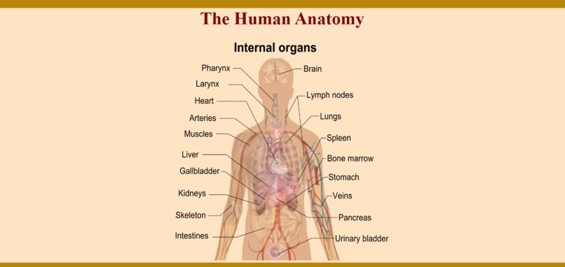 The Human Anatomy – screenshot 1