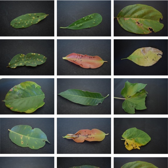 Smart Greens  – screenshot 5