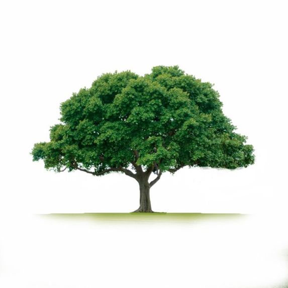 NFT Tree  – screenshot 1