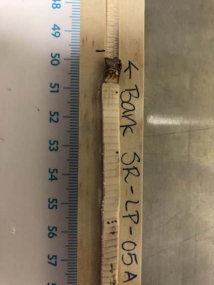 Tree Ringer – screenshot 1