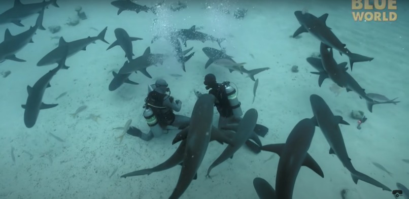 Sharkartack – screenshot 1