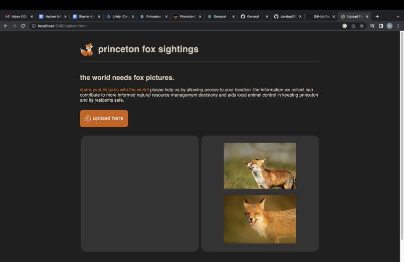 princeton-fox-devpost