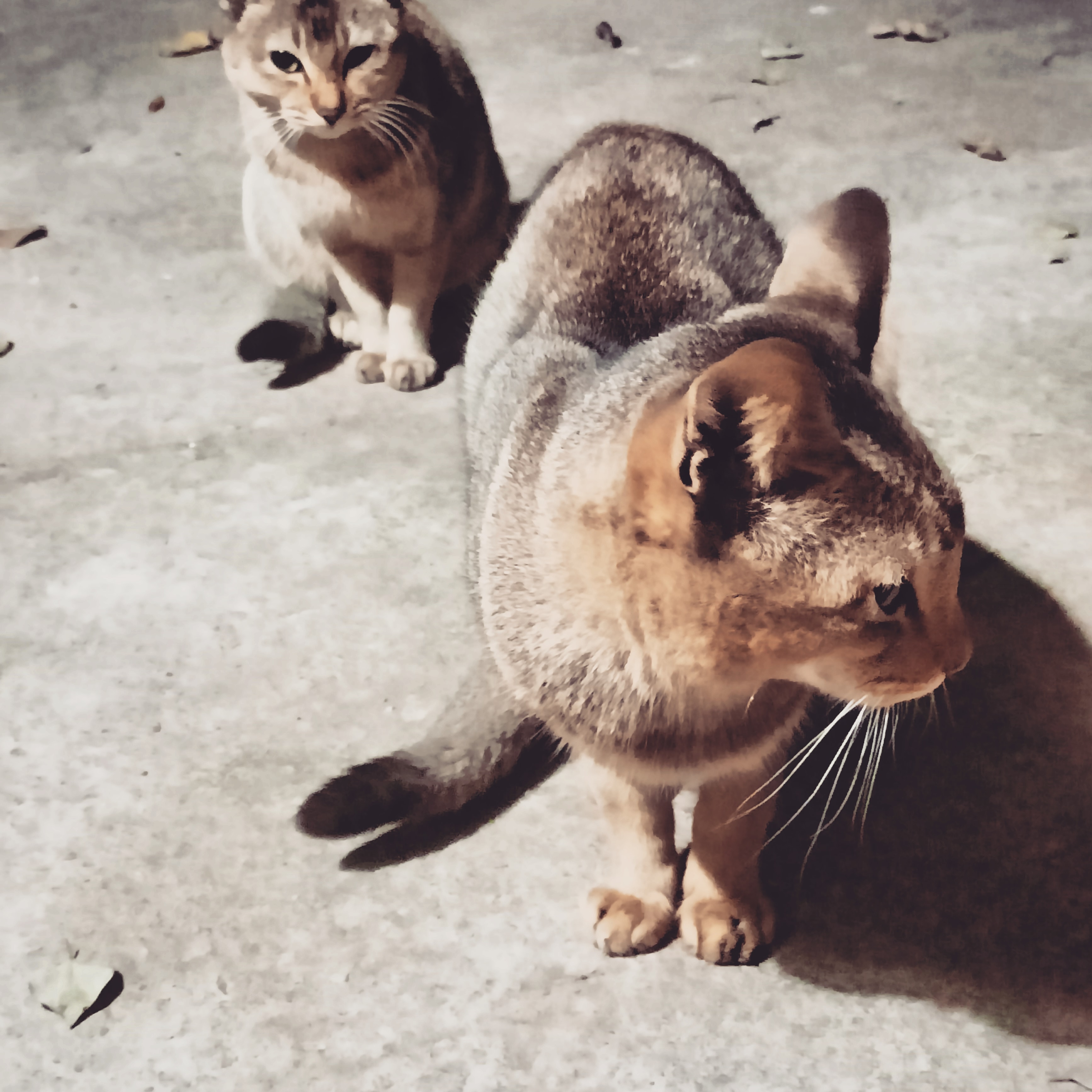 Cat | Devpost