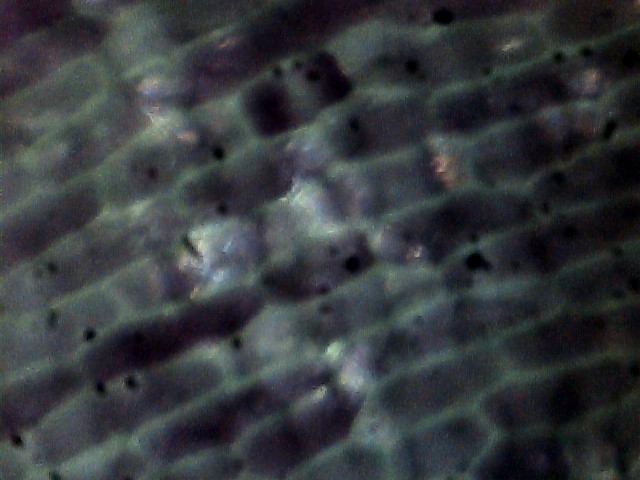 Smart Microscopic Computer Vision and Analytics -97 – screenshot 5