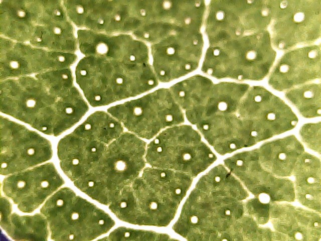 Smart Microscopic Computer Vision and Analytics -97 – screenshot 8