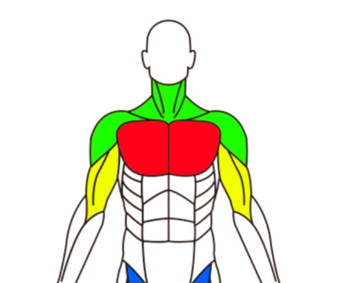 musclee-devpost