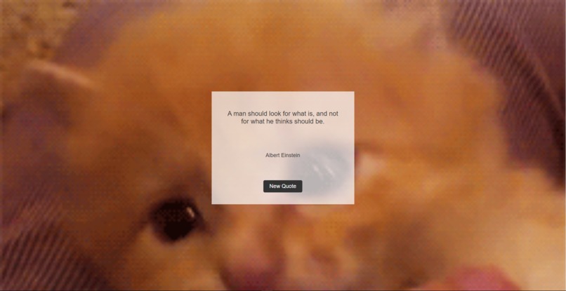 Kitty Kuotes – screenshot 1