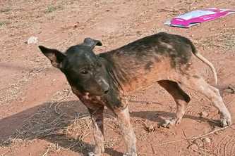 The Ultimate Companion