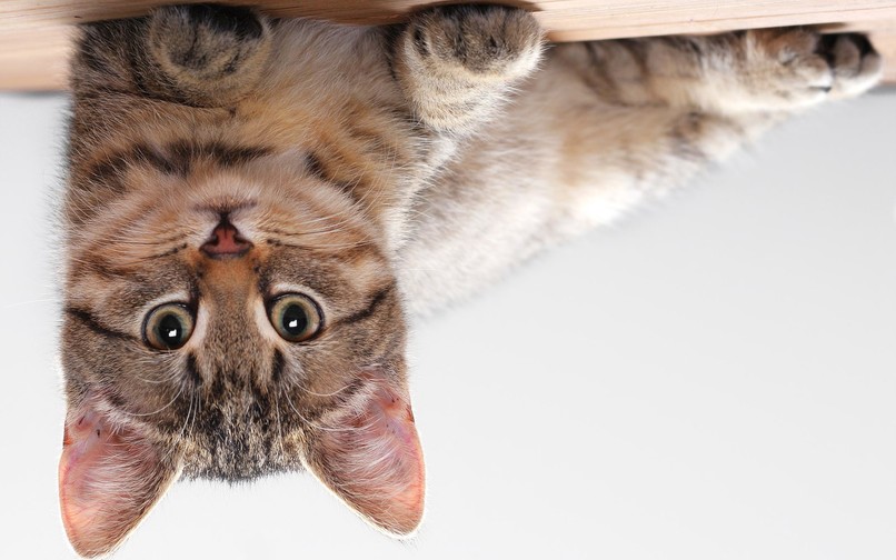Upside Down Image Recognition – screenshot 2