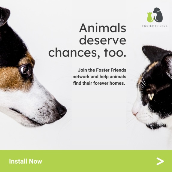 Foster Friends – screenshot 1