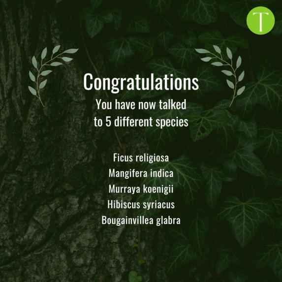 Tree Shadows – screenshot 2