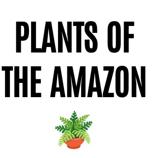 PLANTS OF THE AMAZON – screenshot 1