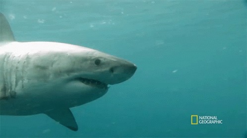 SharkSense – screenshot 1