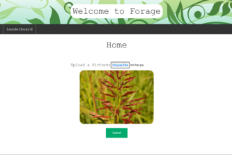 Forage