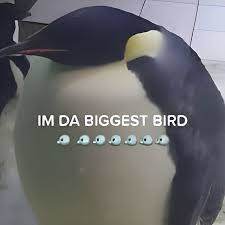 I'm Da Biggest Bird! – screenshot 1