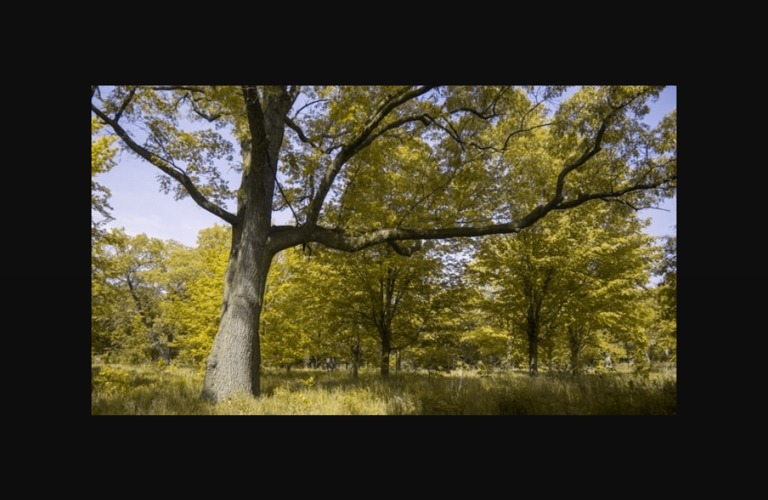 enColor – screenshot 3