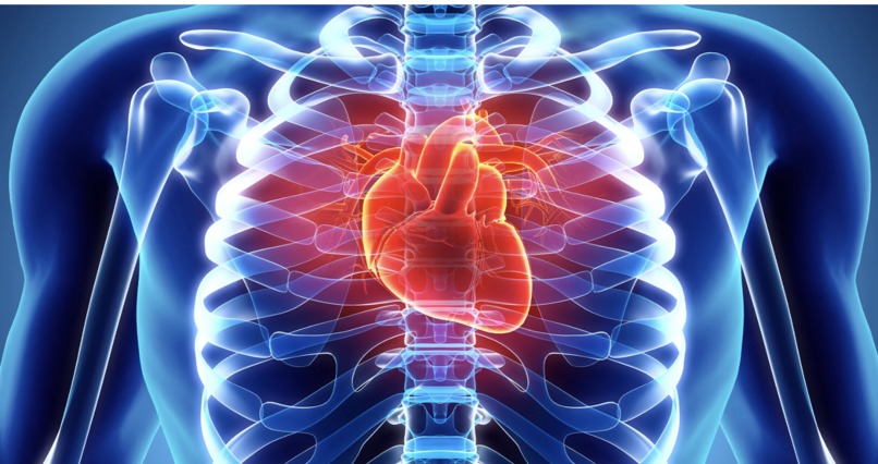 Cardiovascular disease prediction – screenshot 1