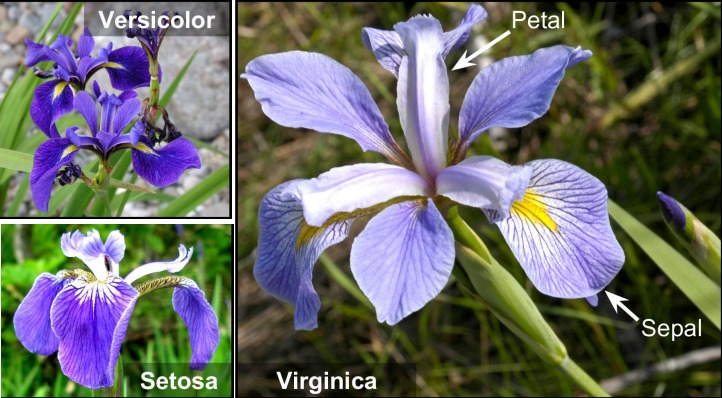 Machine Learning model for IRIS dataset – screenshot 1
