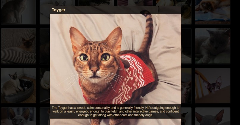 Cats World! – screenshot 1