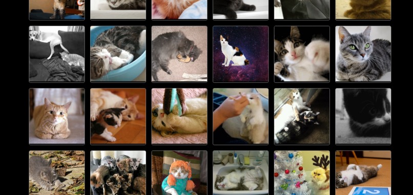 Cats World! – screenshot 2