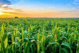 Crop Recommendation System – screenshot 1