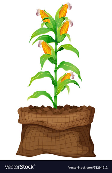 Crop Recommendation System – screenshot 3