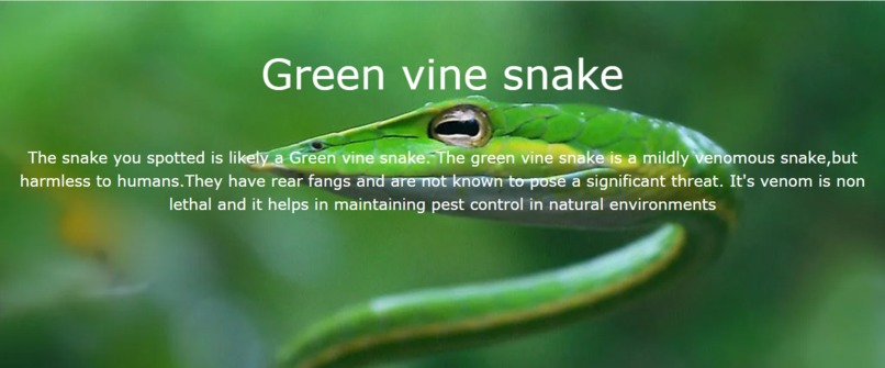 Snake Eyes (Deciphering Serpents from Description) – screenshot 8