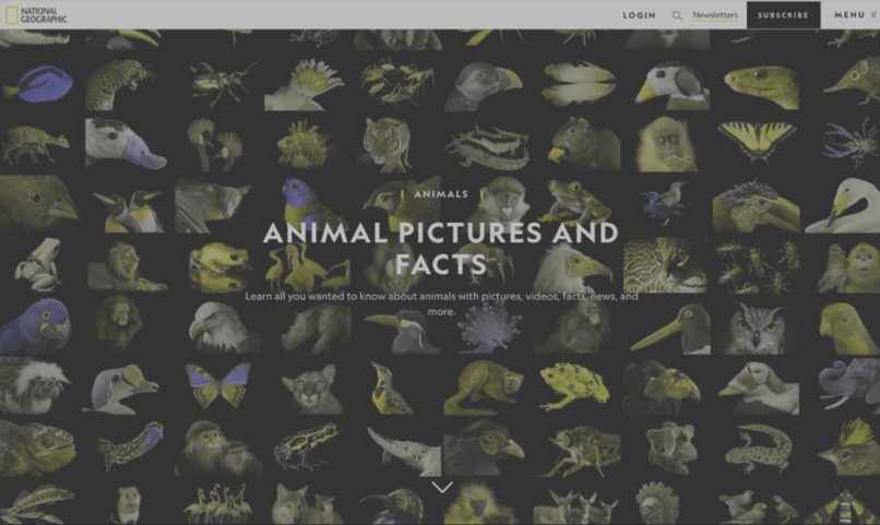 Doggle(VisionVerse) Chrome Extension – screenshot 1