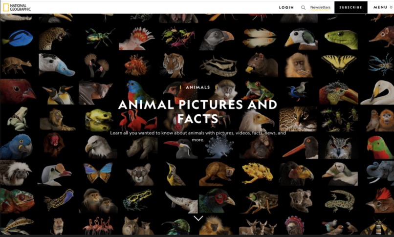 Doggle(VisionVerse) Chrome Extension – screenshot 3