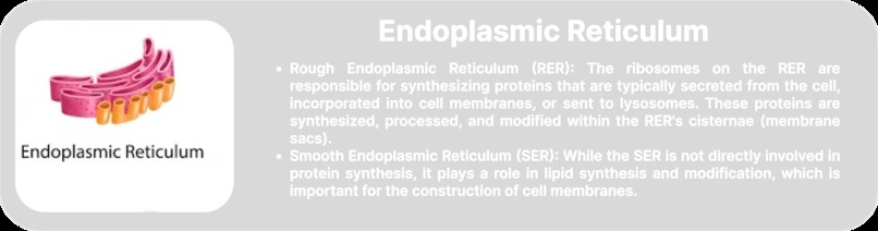 Animal Cell-Augmented Reality MeyRAR – screenshot 10