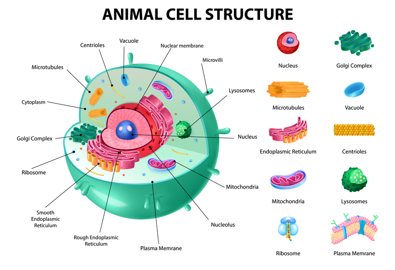 Animal Cell-Augmented Reality MeyRAR – screenshot 24