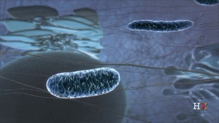 Animal Cell-Augmented Reality MeyRAR – screenshot 3