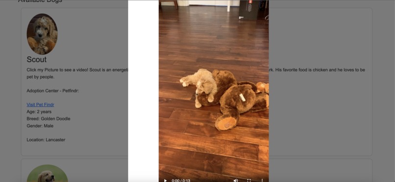 Pawsitive Match  – screenshot 10