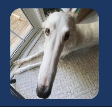 Borzoi Scheduler – screenshot 1