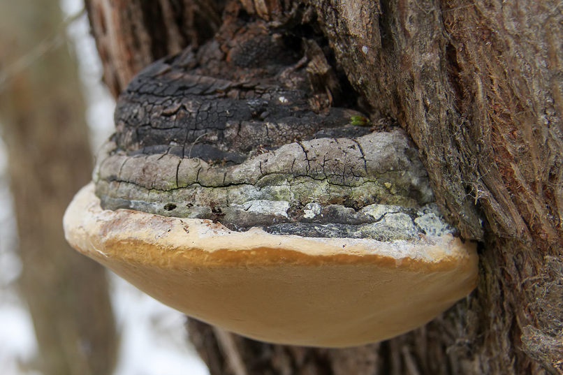 Naturisk – screenshot 3