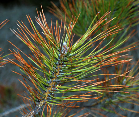 Naturisk – screenshot 5