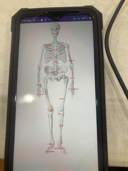 Human Skeleton Education App – screenshot 1