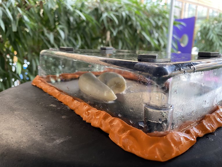 Cosmic music – screenshot 3