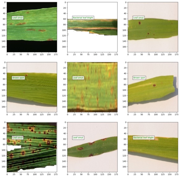 CNN Model For Rice Leaf Disease Classification – screenshot 1